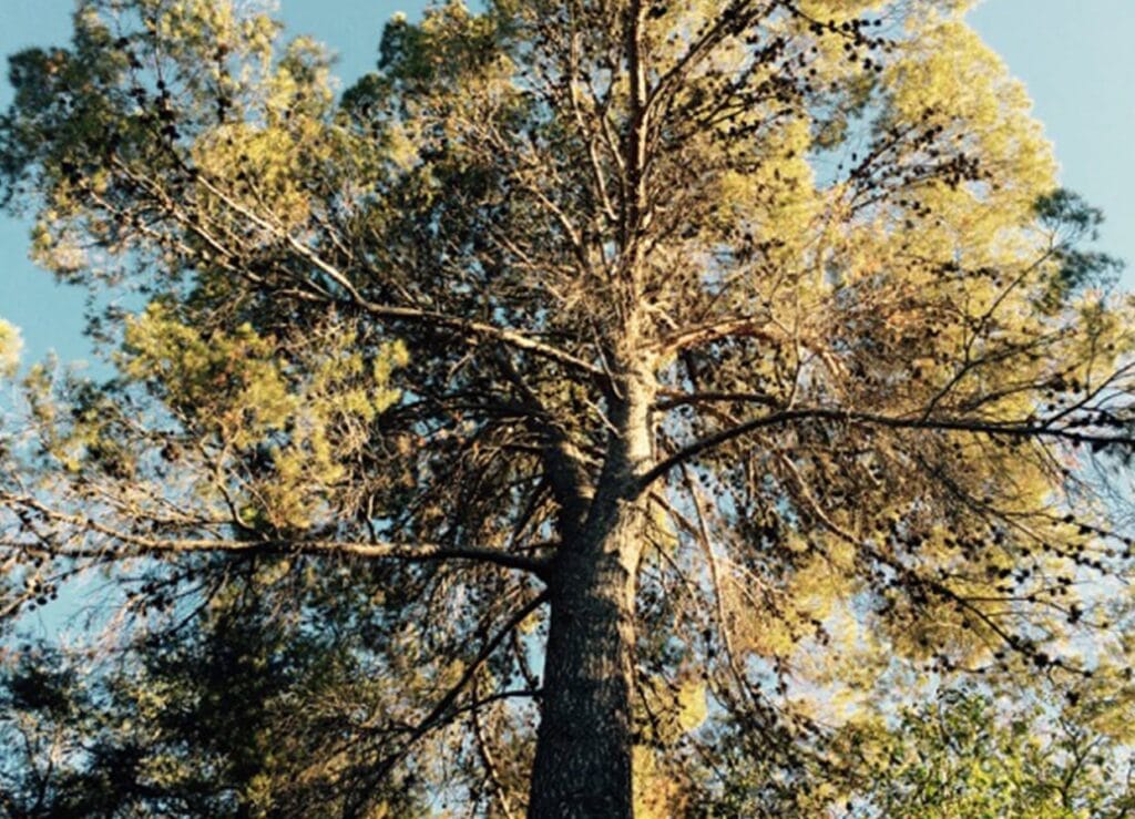 The top of a pine tree in a forest.