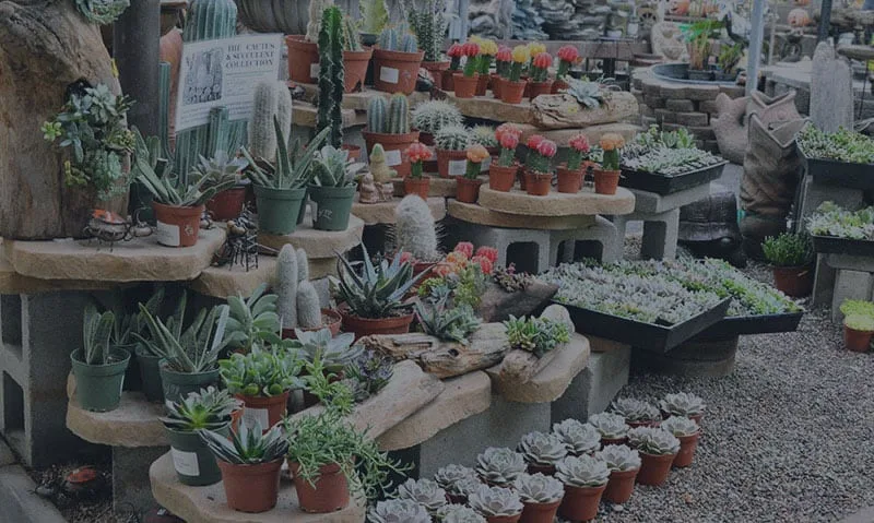 Cactus plants in pots on display in a store.