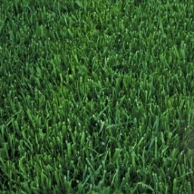A close up of One Sq. Foot of Marathon™ III Lite Sod available at a nearby garden center or nursery in Southern California.