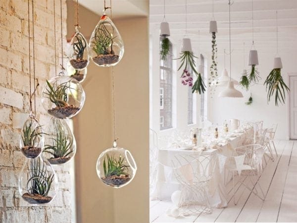 DIY Garden Decoration with Air Plants – Green Thumb Nursery