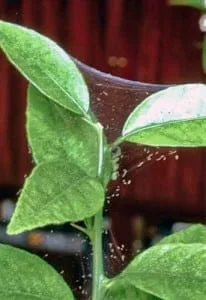 spider-mite-2