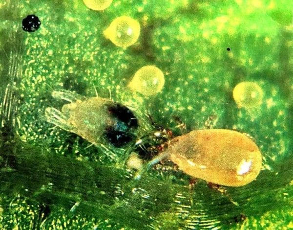 A bug is sitting on a Buy Predatory Mites Online for Spider Mite Control - Special Blend of Mites leaf.