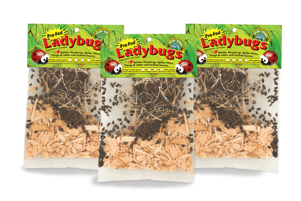 live-ladybugs