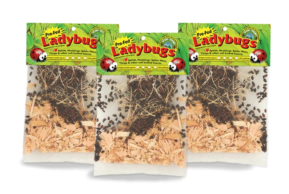 live-ladybugs