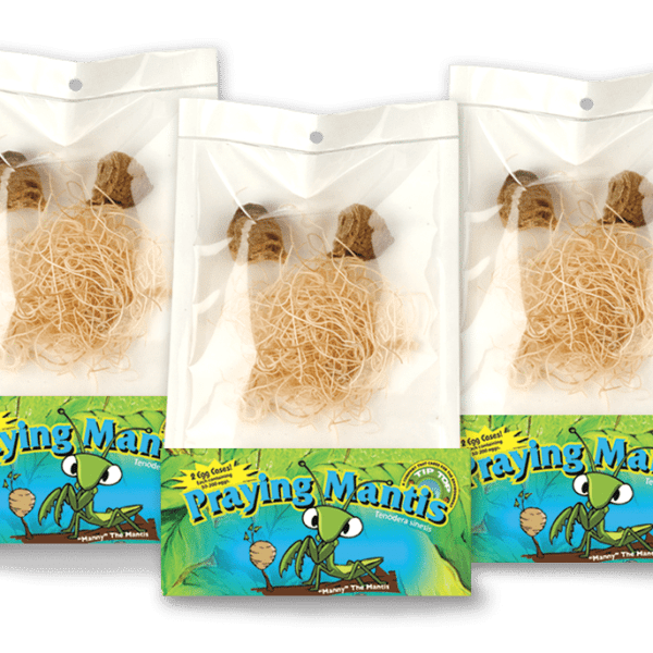 Live Praying Mantis Egg Cases Pouch