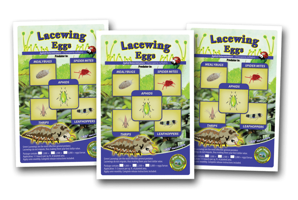 Buy Live Green Lacewing Online pack - pack of 3.