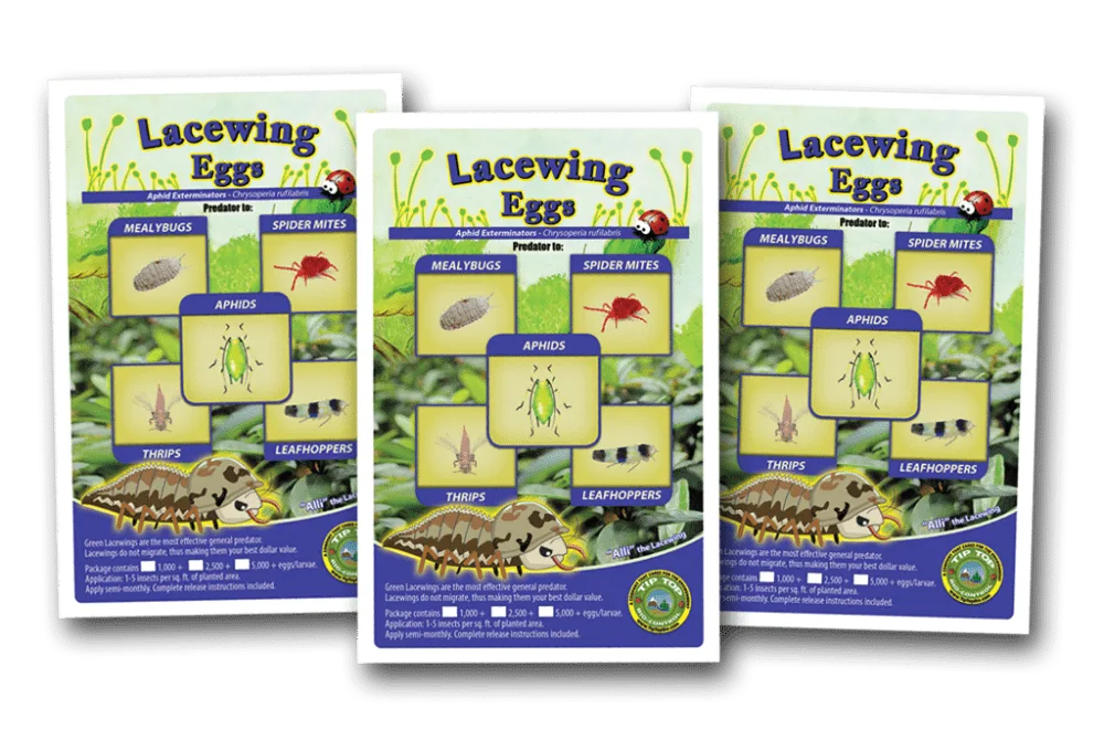 Buy Live Green Lacewing Online pack - pack of 3.