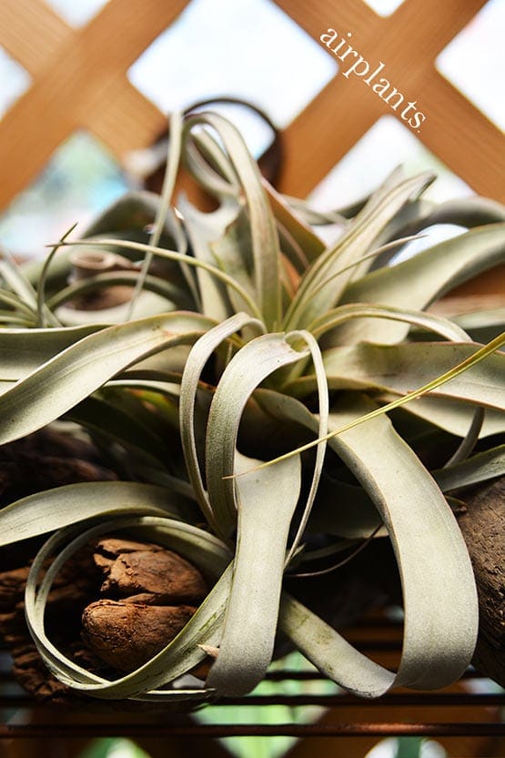 An air plant sitting on a wooden shelf.