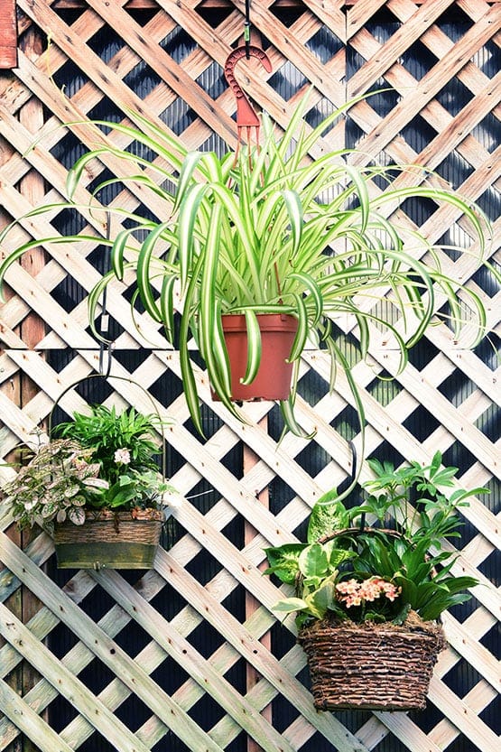 Hanging baskets of plants on a lattice fence.