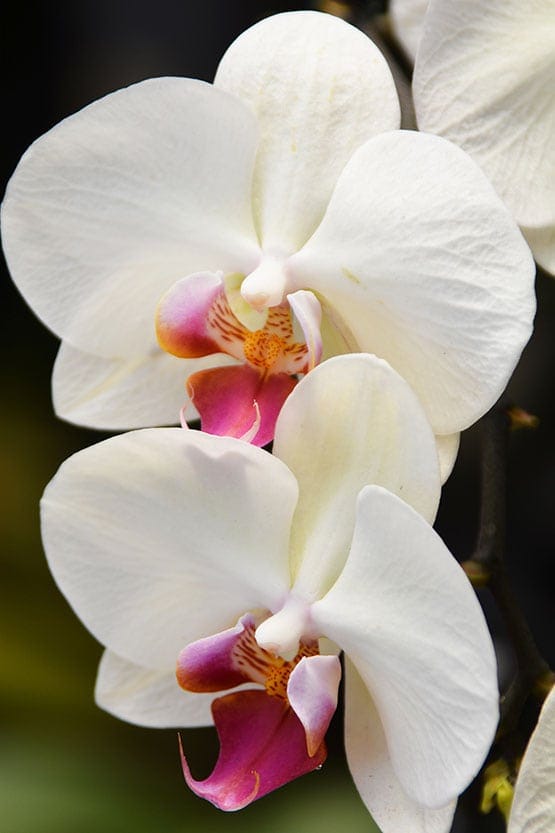 A close up of two white orchids.