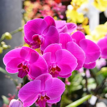 orchids-72-555