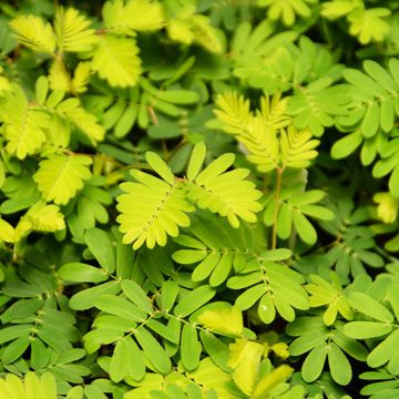 specialty-72-555 A close up of a plant with green leaves.
