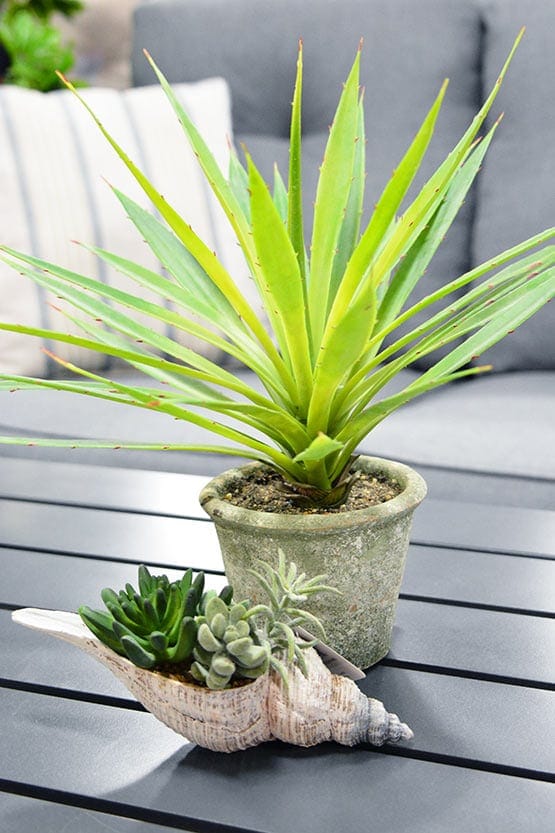 A potted plant and a seashell on a table.