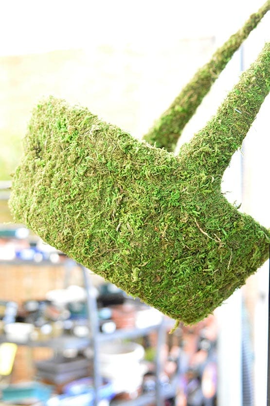 A moss hanging basket in a store.