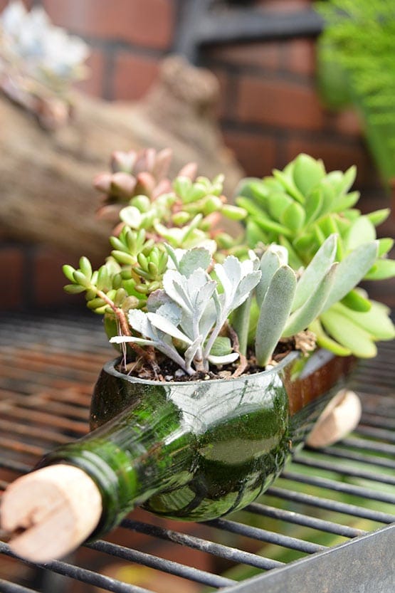 Succulents in a bottle on a grill.