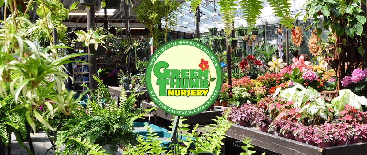 Green Thumb Nursery Canoga Park, Green Gardens Nursery