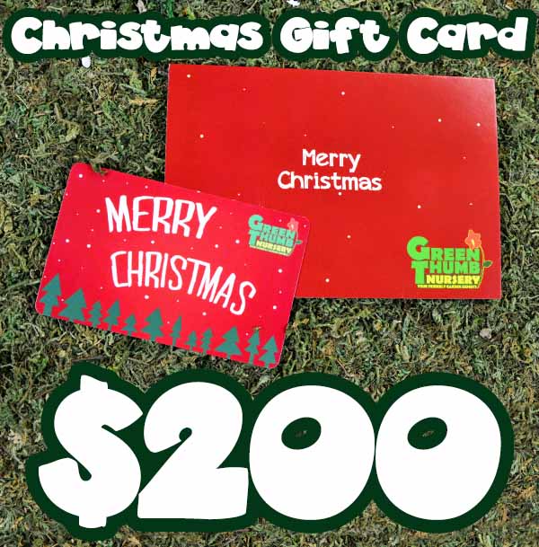 A $25 Christmas Gift Card (physical card mailed) with the words merry christmas $ 200.