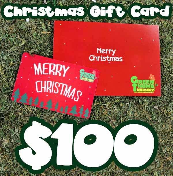 A $25 Christmas Gift Card (physical card mailed) with the words merry christmas $ 100.