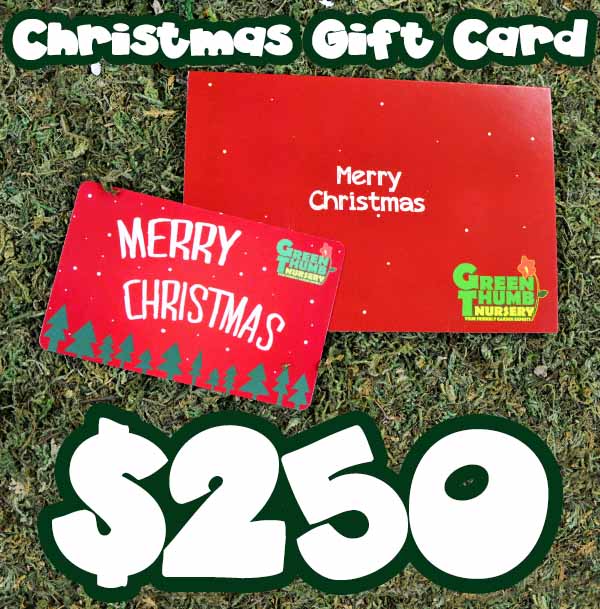 A $25 Christmas Gift Card (physical card mailed) with the words merry christmas $ 250.