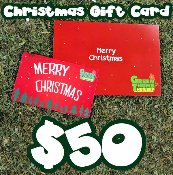 A $25 Christmas Gift Card (physical card mailed) with the words merry christmas.