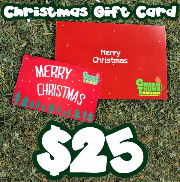 A $25 Christmas Gift Card (physical card mailed) with the words merry christmas.