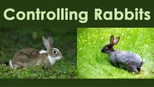 Two pictures of rabbits with the words controlling rabbits.
