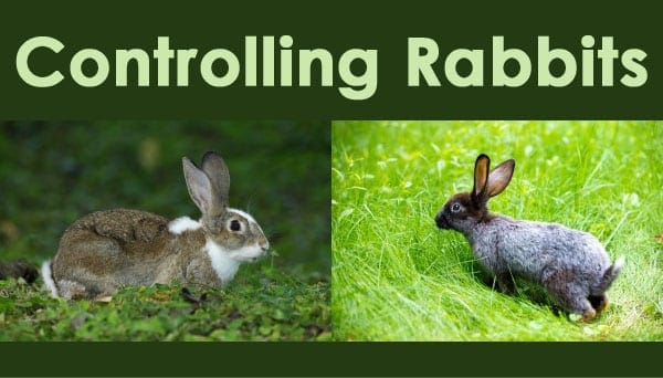 Controlling Rabbits - Green Thumb Nursery Controlling Rabbits - Green Thumb Nursery