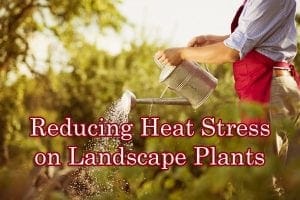 Reducing heat stress on landscape plants at a Southern California garden center.