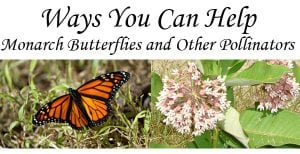 Ways you can help monarch butterflies and other pollinators at a garden center near me.