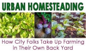 SoCal urban homesteading, where city folk in Southern California start farming in their own backyard with the help of a nearby nursery and garden center.