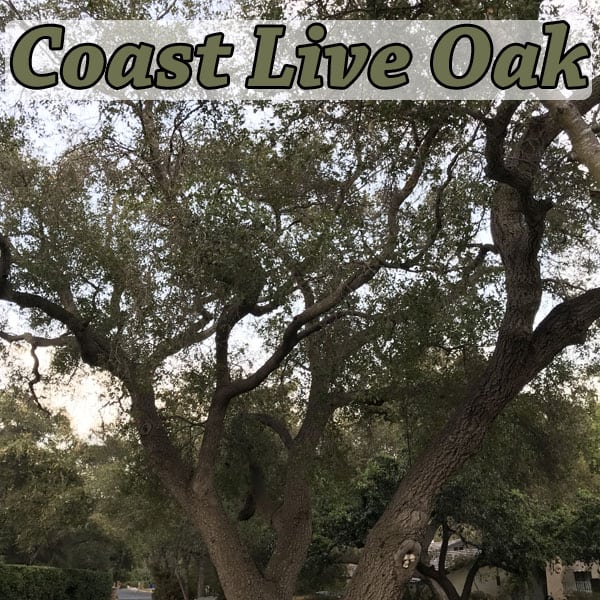 Coast Live Oak Green Thumb Nursery