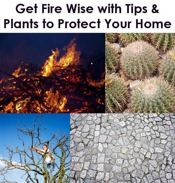 Find a Southern California plant nursery near me to get fire wise with plants and protect your home.
