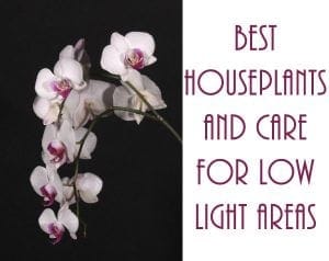 Best houseplants and care for low light areas offered at a Southern California plant nursery near me.