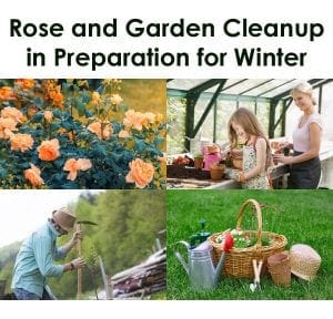 Rose and garden clean up in preparation for winter at a plant nursery or garden center near me.