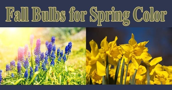 Southern California garden center offering fall bulbs for spring color.