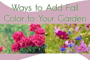 Find a garden center near you to discover ways to add fall color to your garden.