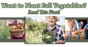 Looking to plant fall vegetables in Southern California? Read this first.