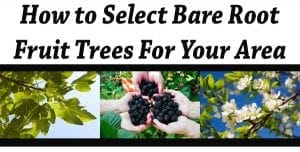 How to select bare root fruit trees at a plant nursery or garden center near me for your area.