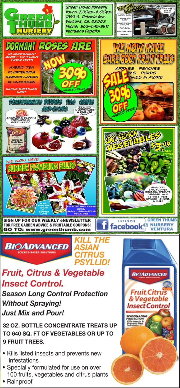 22819 Ad for Ventura Green Thumb Nursery