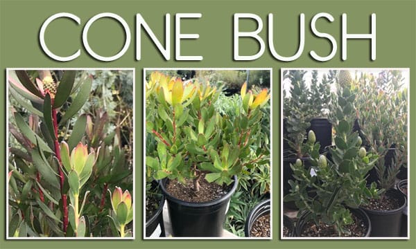 A plant nursery near me offering a variety of plants in pots, including cone bushes.