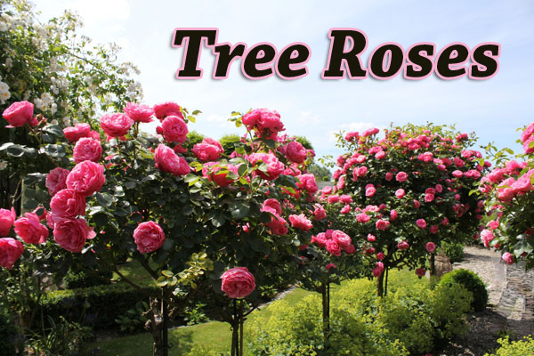 Tree Roses - Green Thumb Nursery