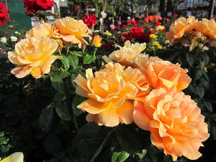 Many orange and yellow roses are blooming in a SoCal garden.