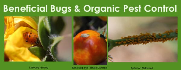 Nursery near me offering beneficial bugs and organic pest control solutions for Southern California gardeners.