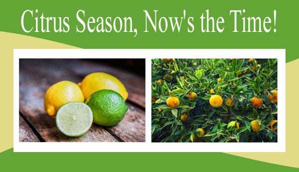 Get ready to shop for citrus trees and plants in your local nursery or garden center nearby.