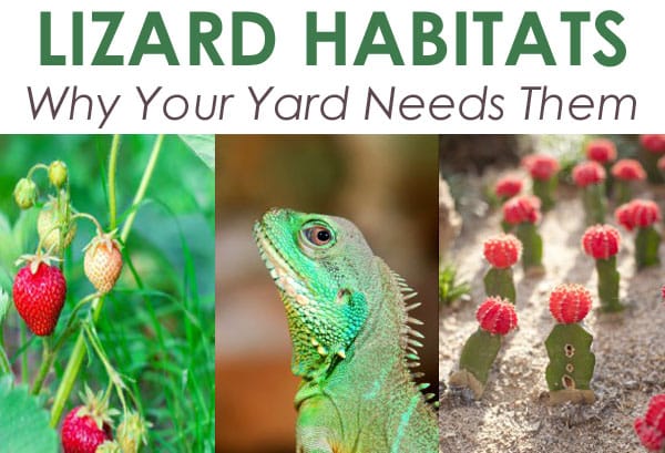 Lizard Habitats - LizarDhabitat