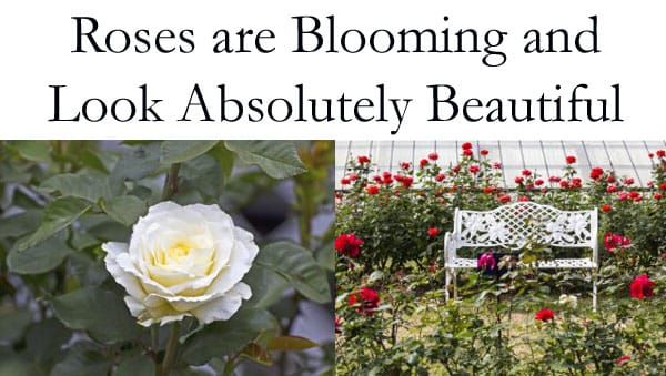 Southern California garden center showcases beautiful blooming roses.