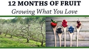 12 months of fruit growing at a Southern California garden center.