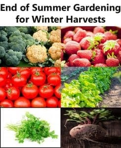 End of summer gardening for winter harvests at a Southern California plant nursery.