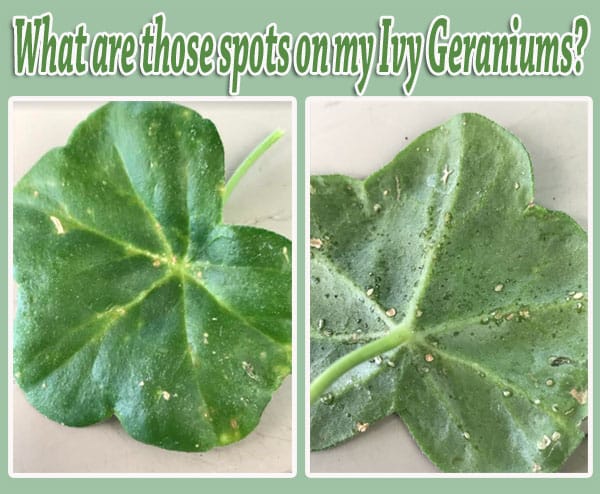 What are those spots on my geraniums at the Southern California plant nursery?