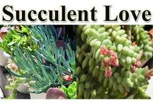 Succulent love at a SoCal garden center.